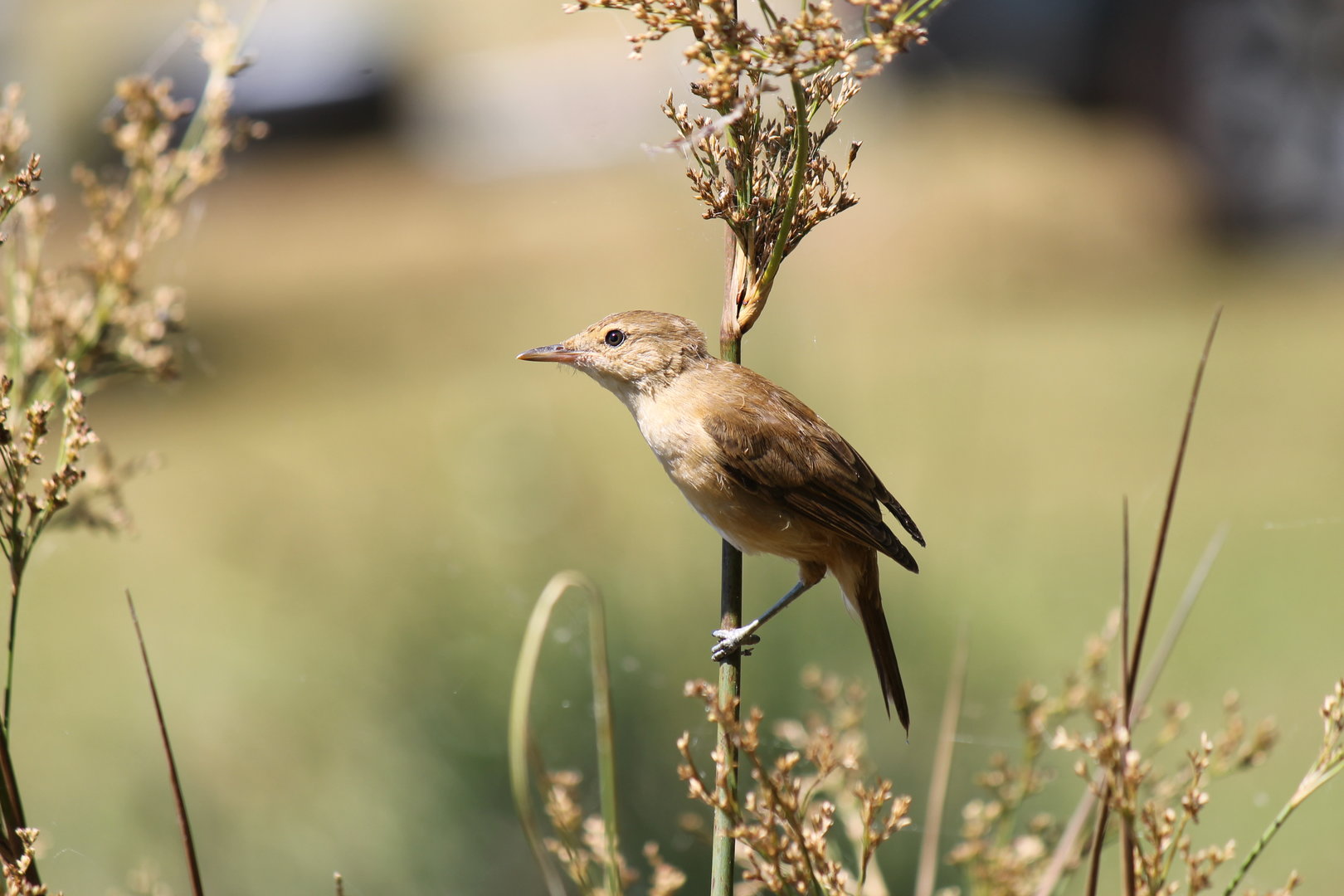 Australian Reed-Warbler