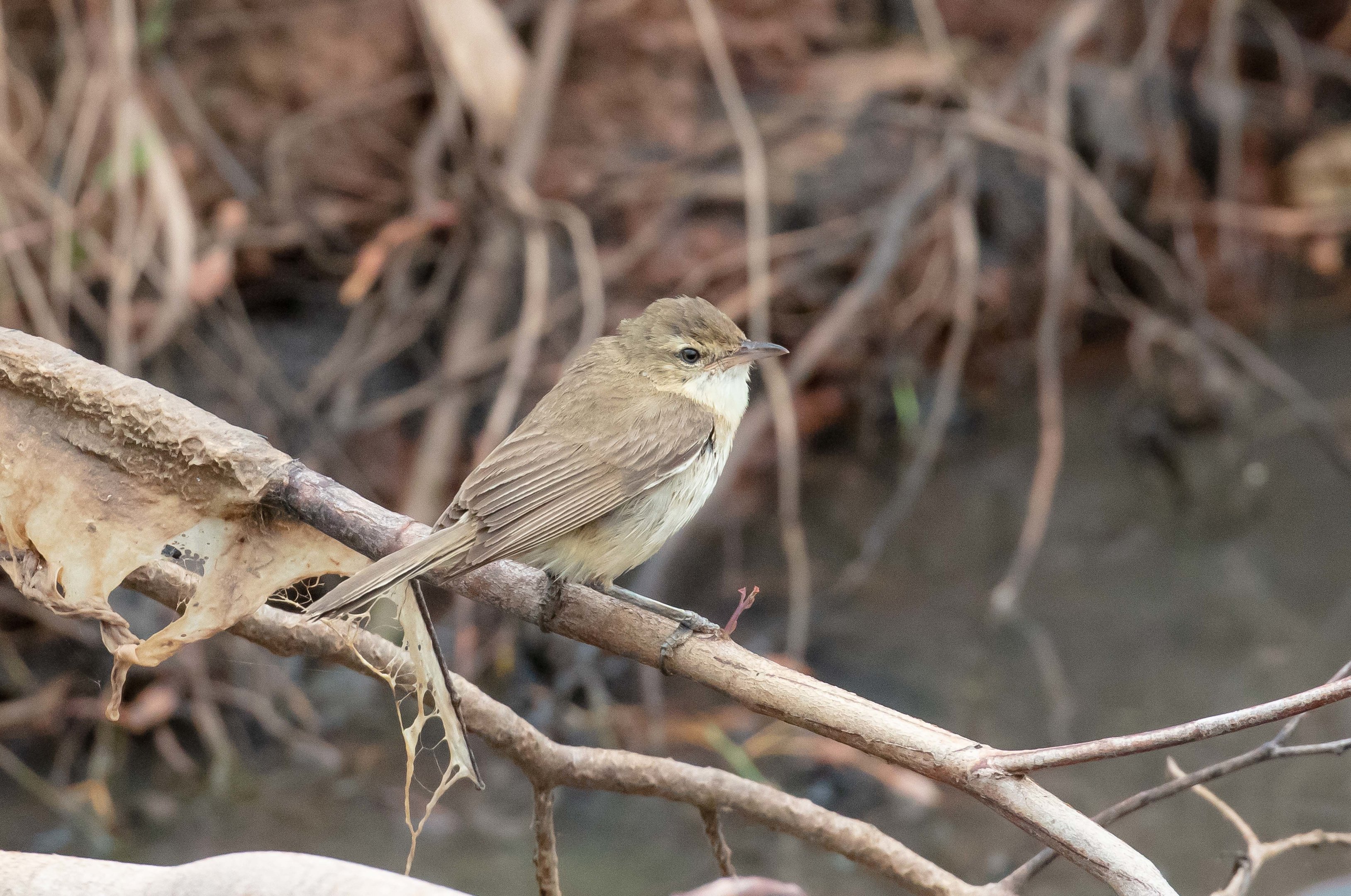 Australian Reed Warbler