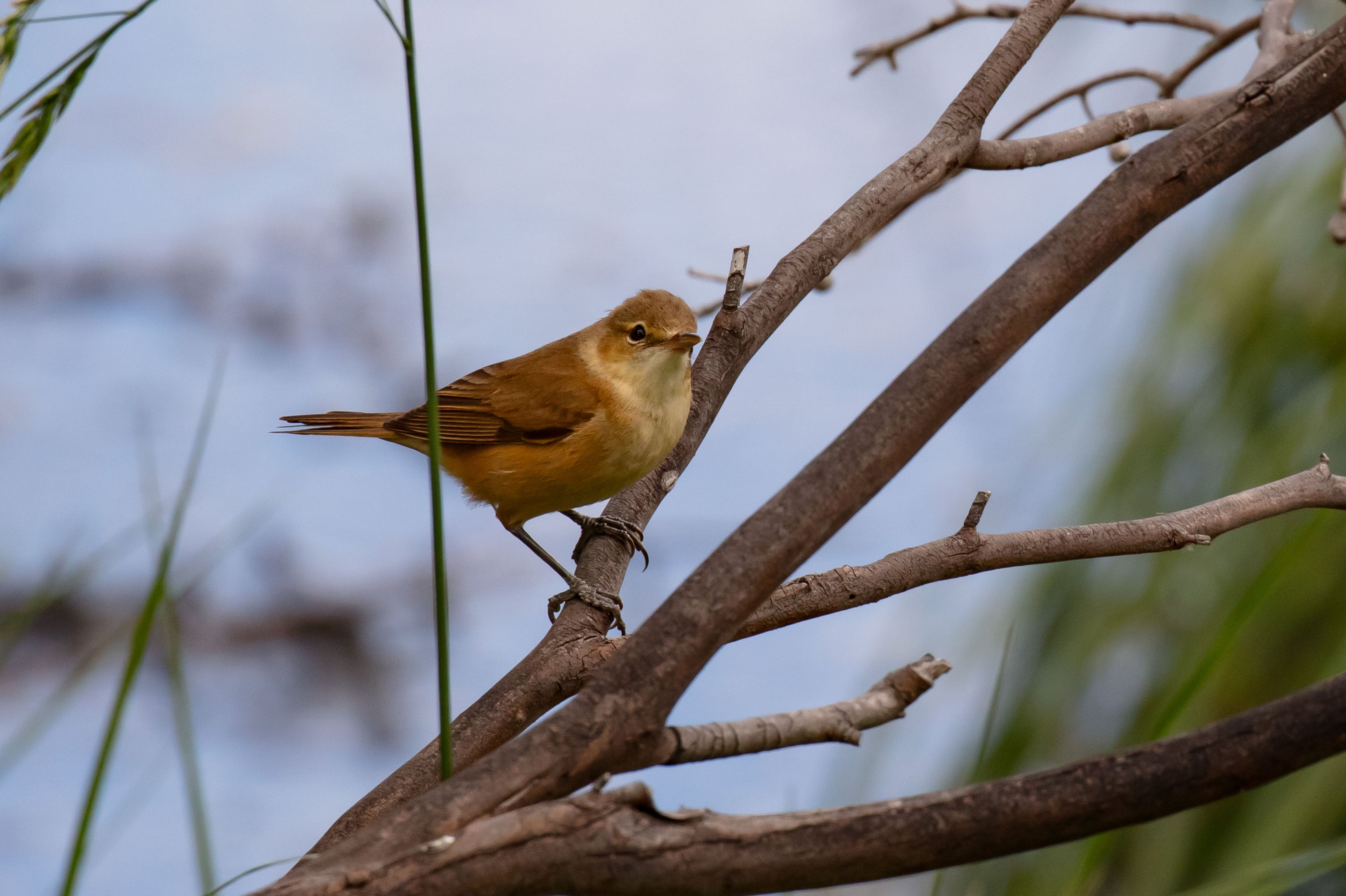 Australian Reed Warbler