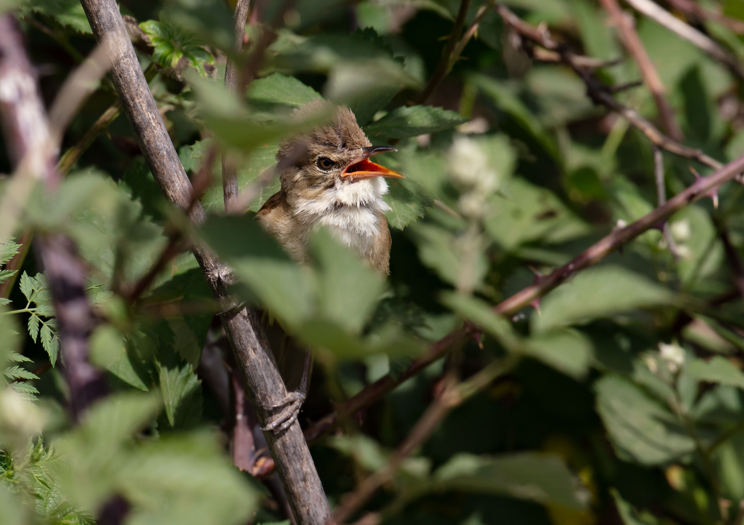 Australian Reed Warbler