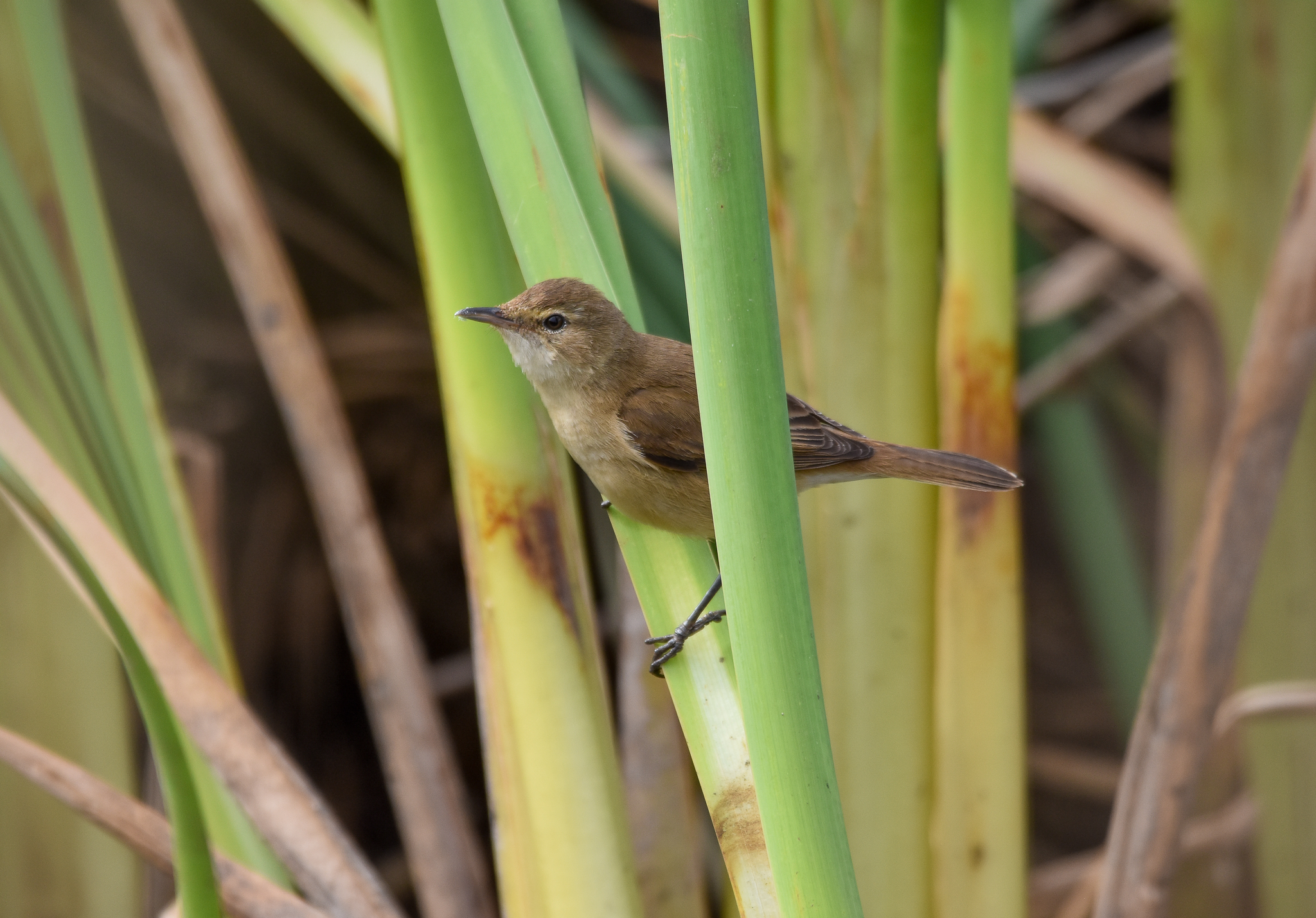 Australian Reed-Warbler