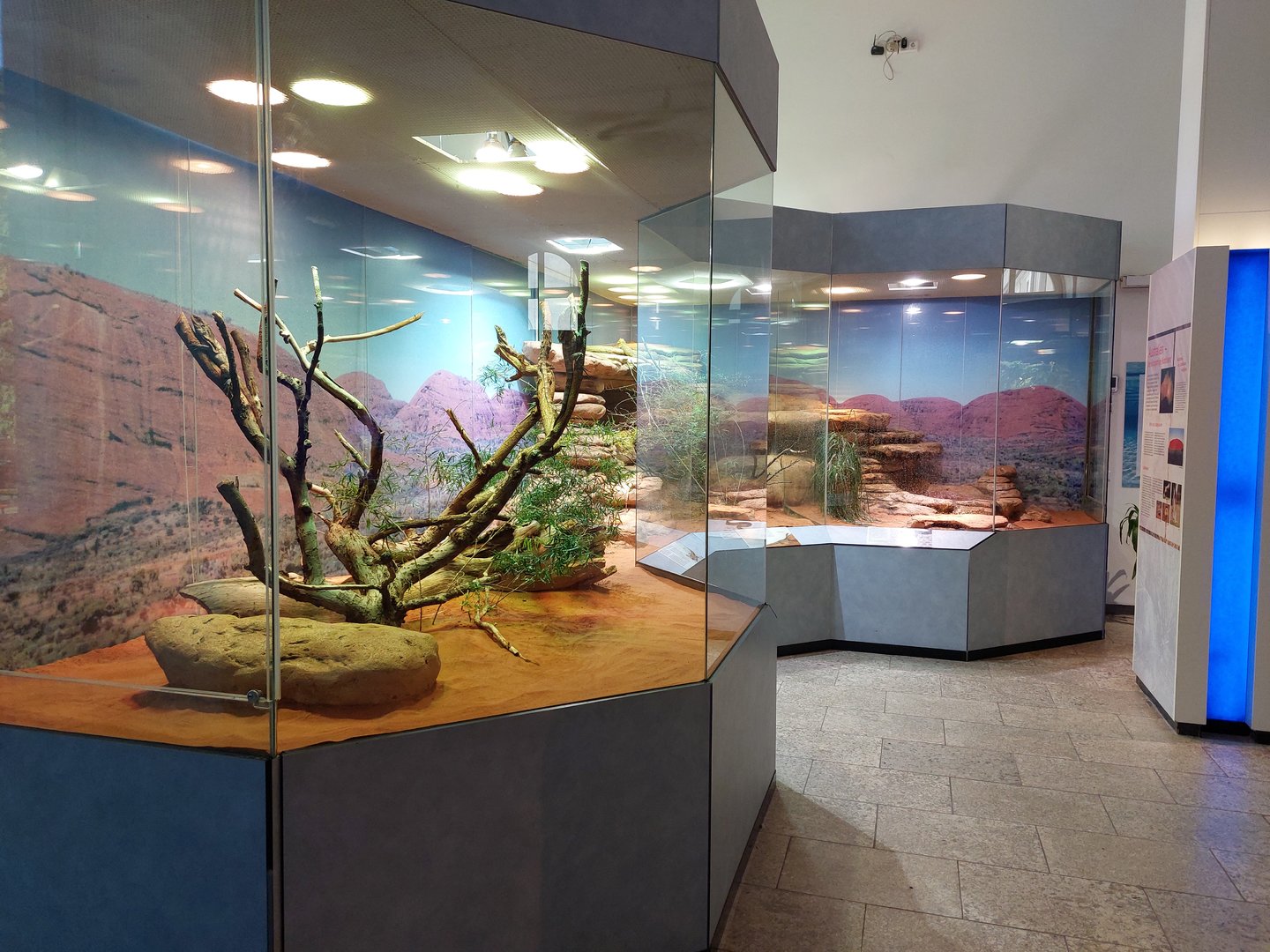 Australian reptile exhibits