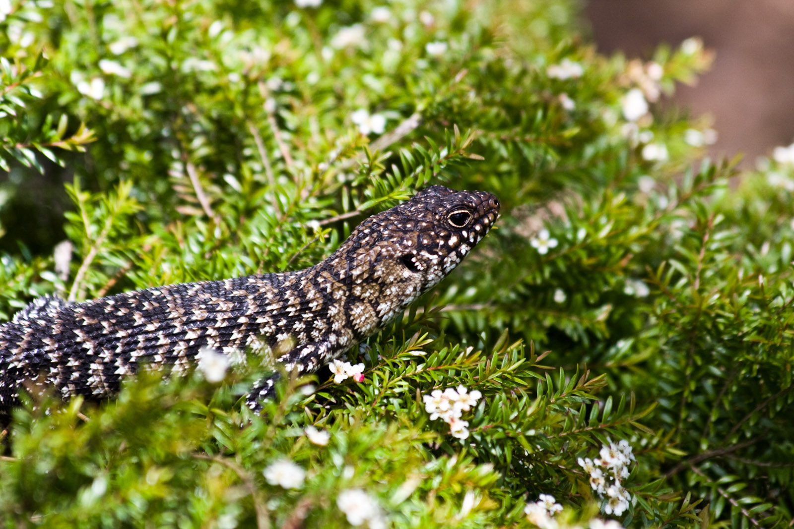 Australian Reptile Park - Nov 2008