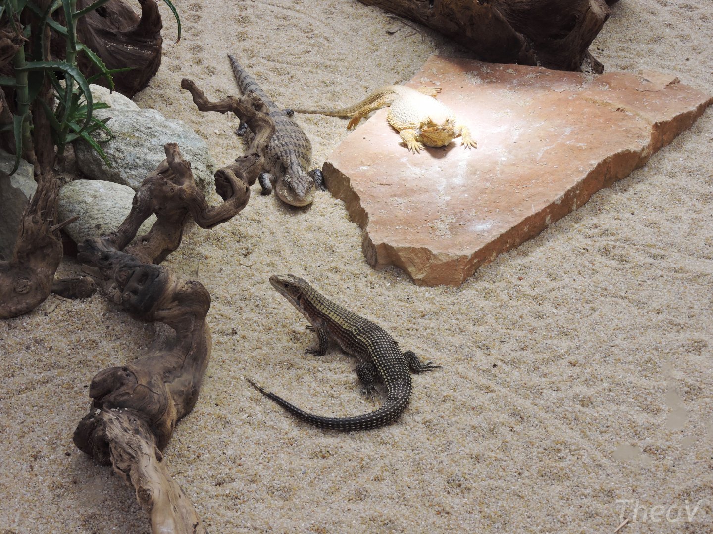 Australian reptiles [2015]