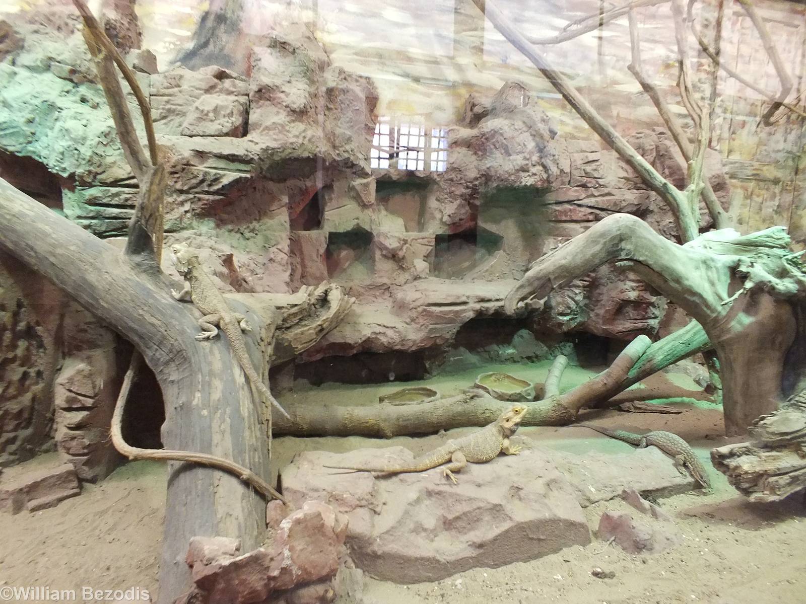 Australian Reptiles Enclosure