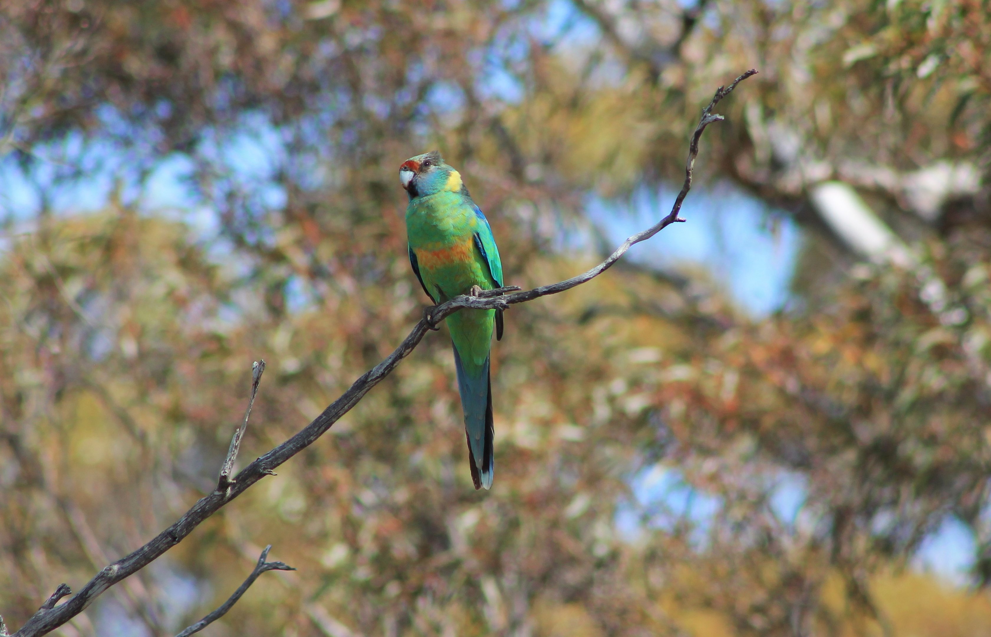 Australian Ringneck (Barnardius zonarius barnardi)