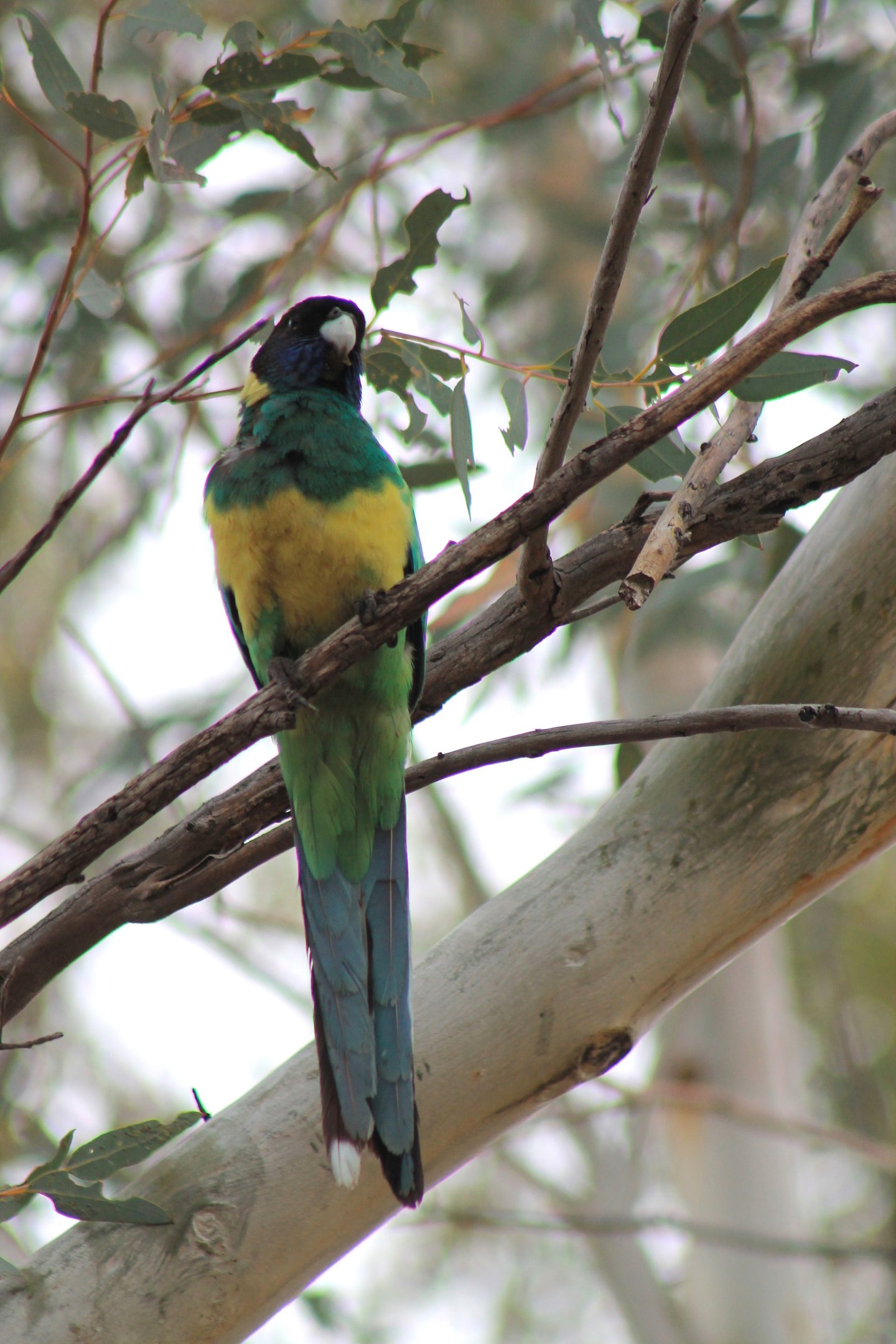 Australian Ringneck (Barnardius zonarius zonarius)