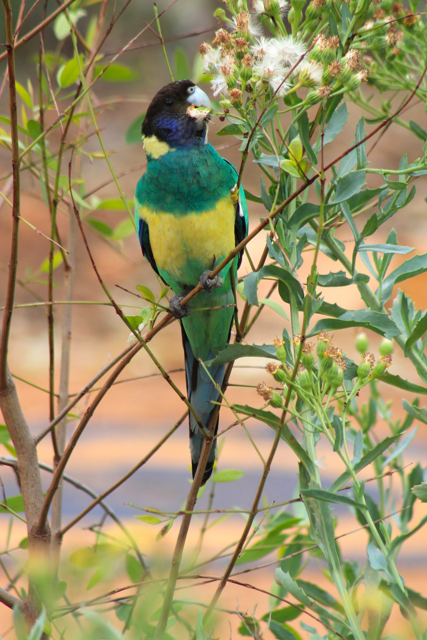 Australian Ringneck (Barnardius zonarius zonarius)