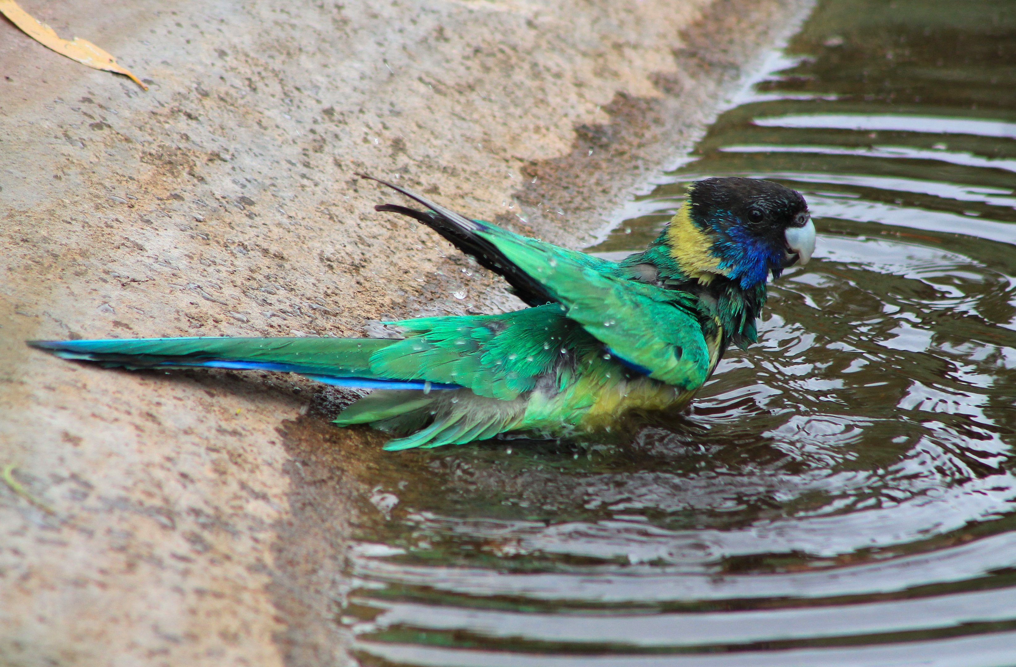 Australian Ringneck (Barnardius zonarius zonarius)