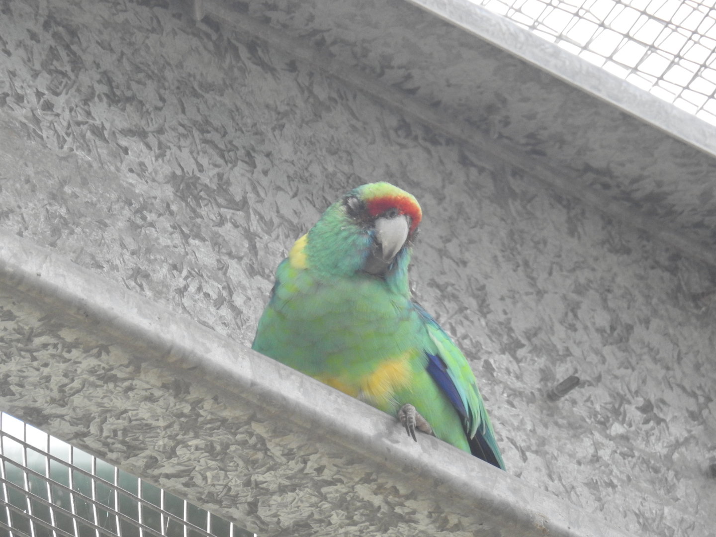 Australian Ringneck (mallee form)