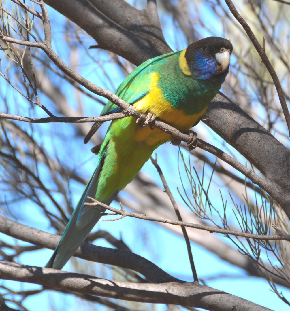 Australian ringneck parrot.   Race zonarius