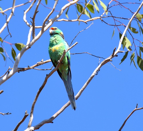 Australian ringneck parrot