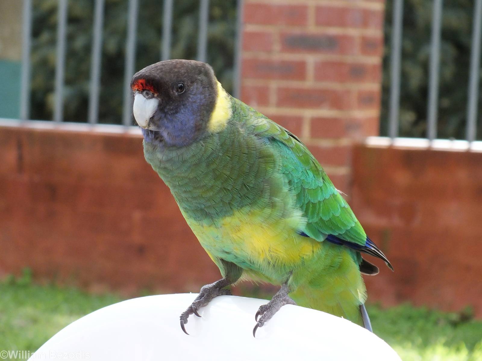 Australian Ringneck