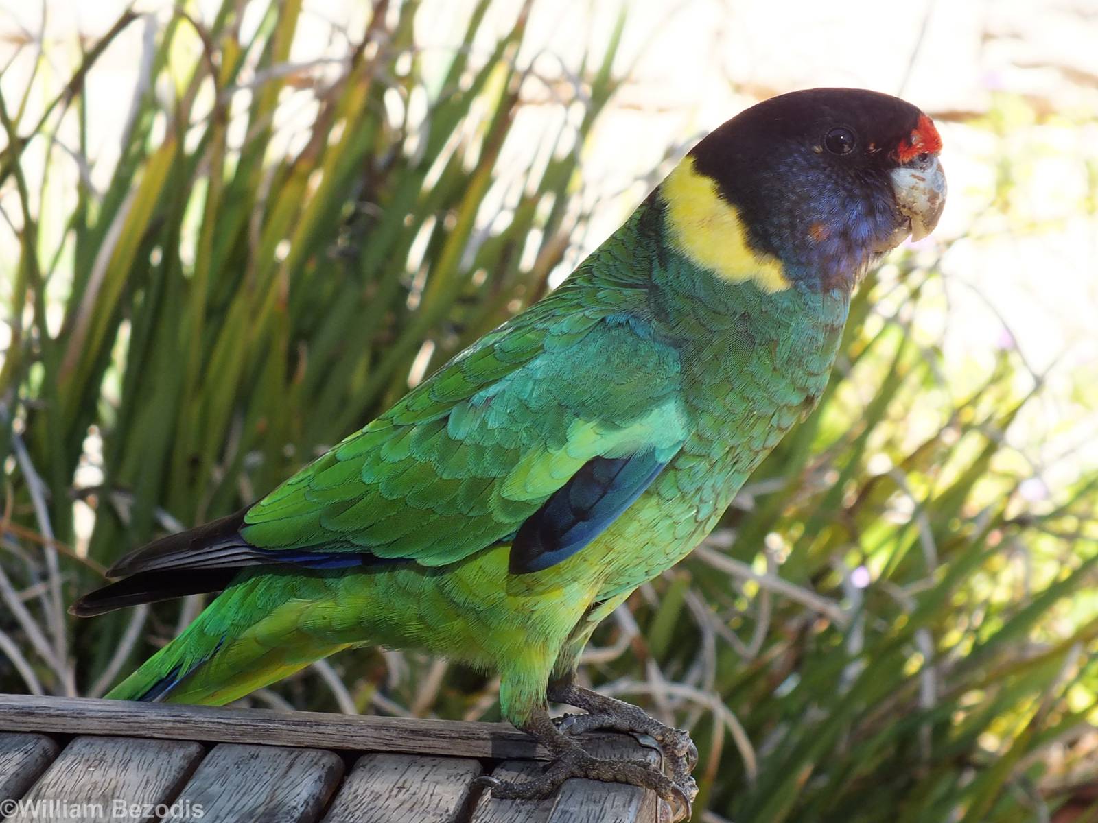 Australian Ringneck