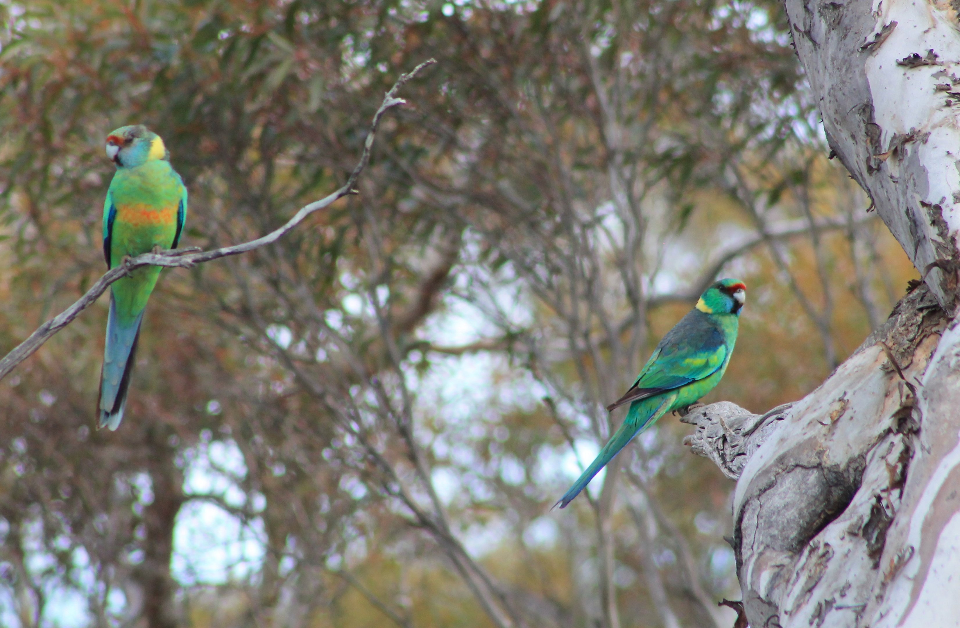 Australian Ringnecks (Barnardius zonarius barnardi)