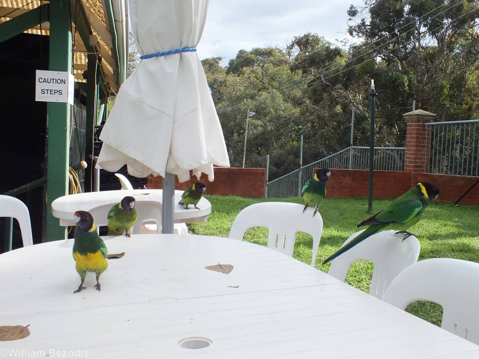 Australian Ringnecks