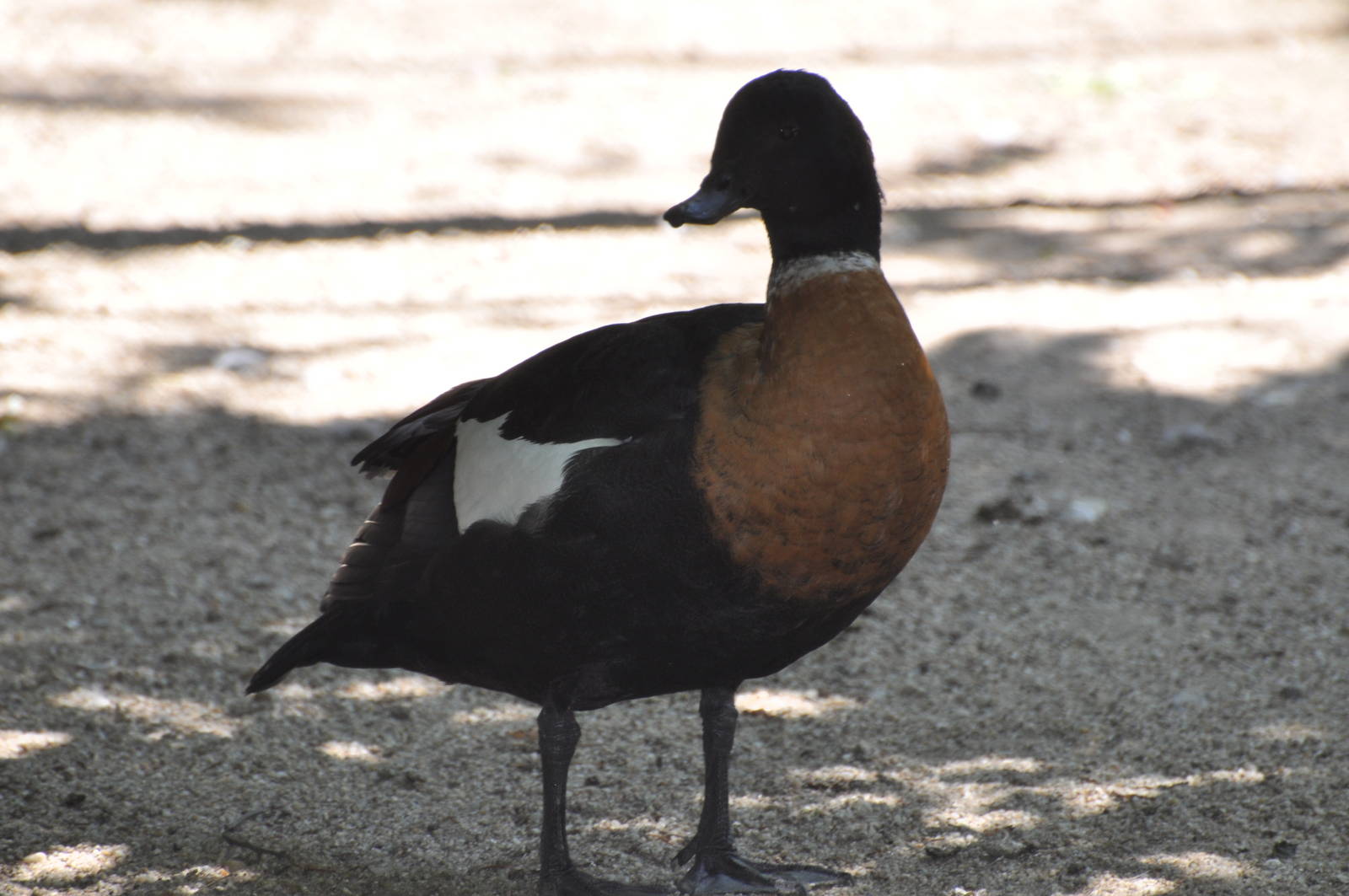 Australian ruddy shelduck/ Tadorna tadornoides