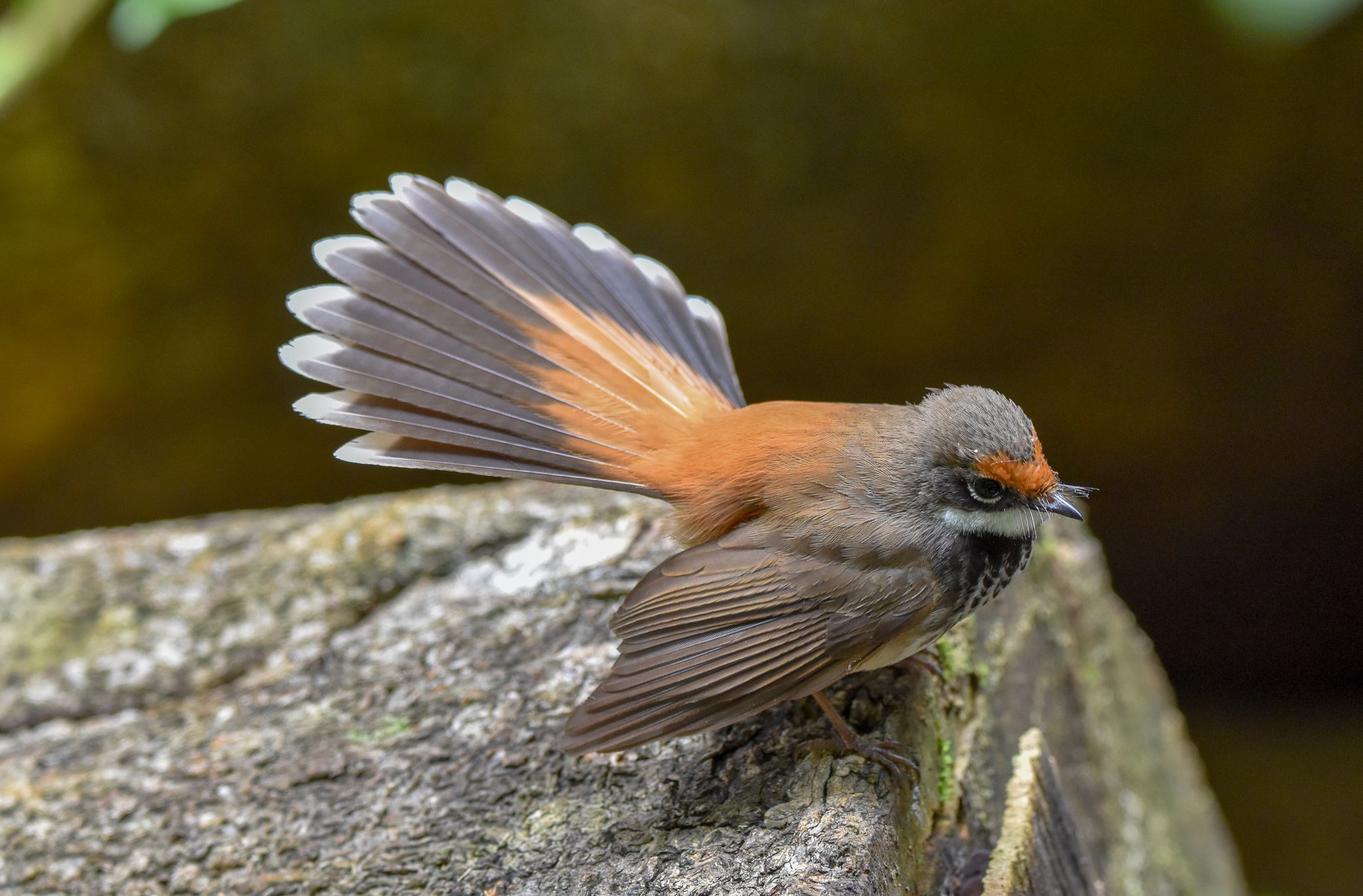 Australian Rufous Fantail