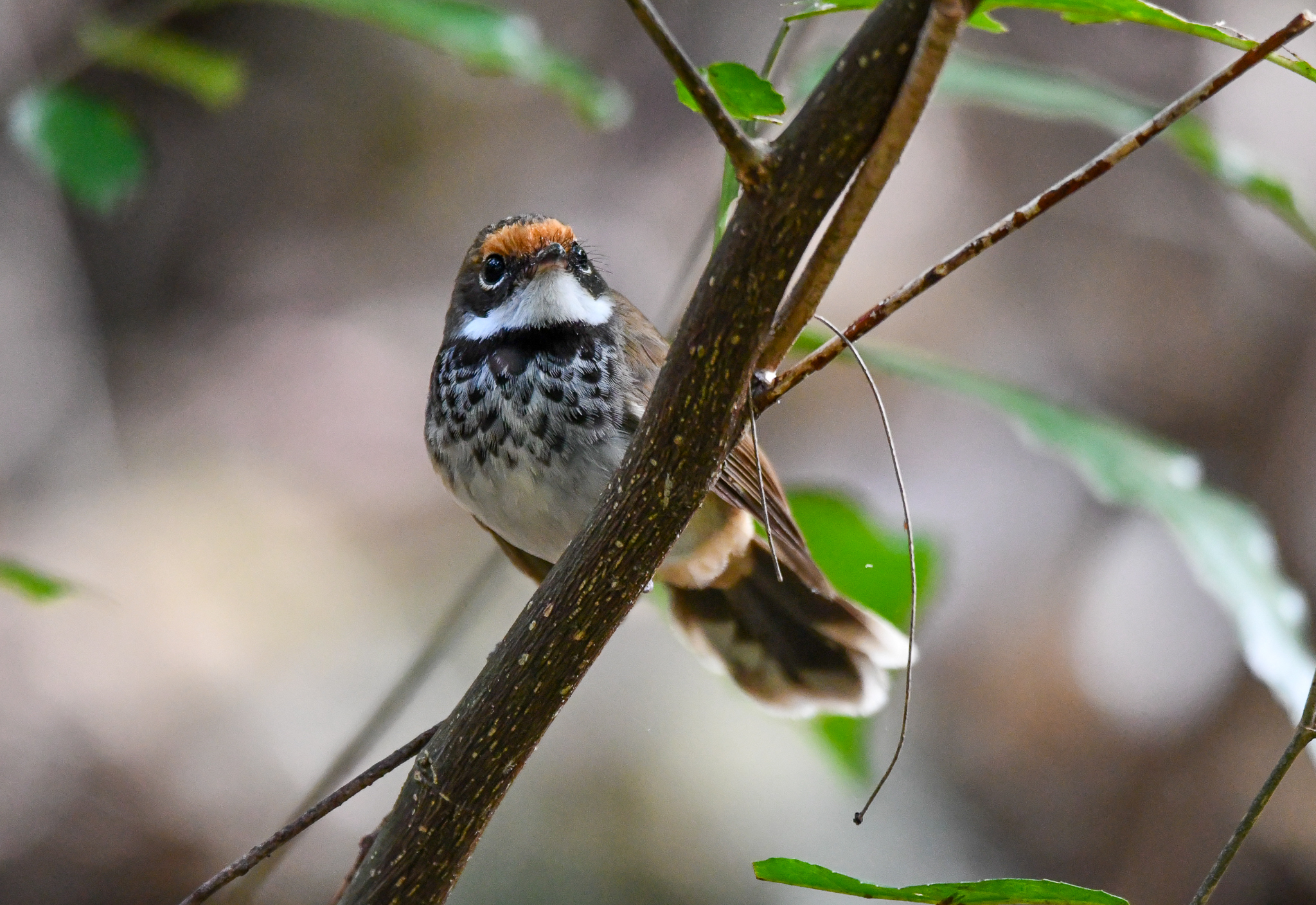 Australian Rufous Fantail
