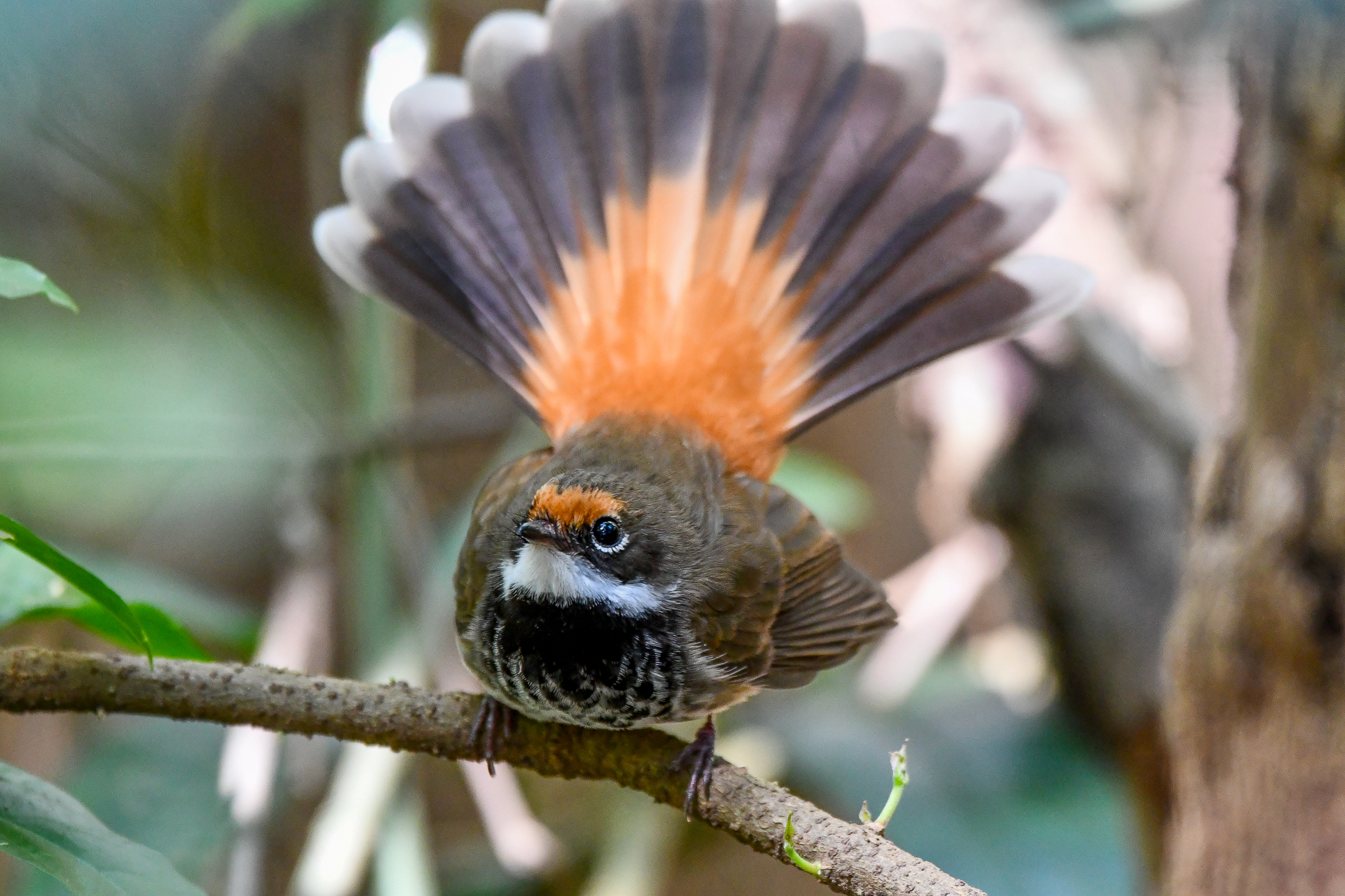 Australian Rufous Fantail