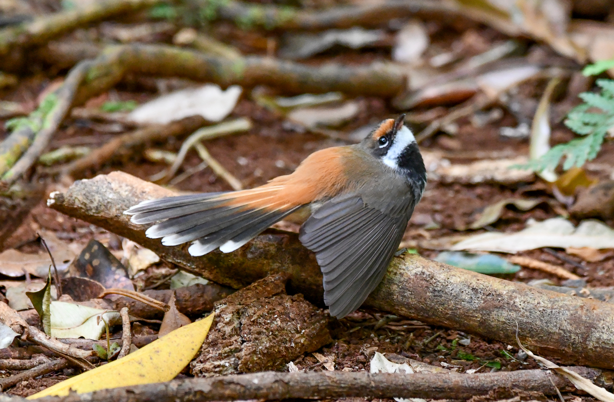 Australian Rufous Fantail