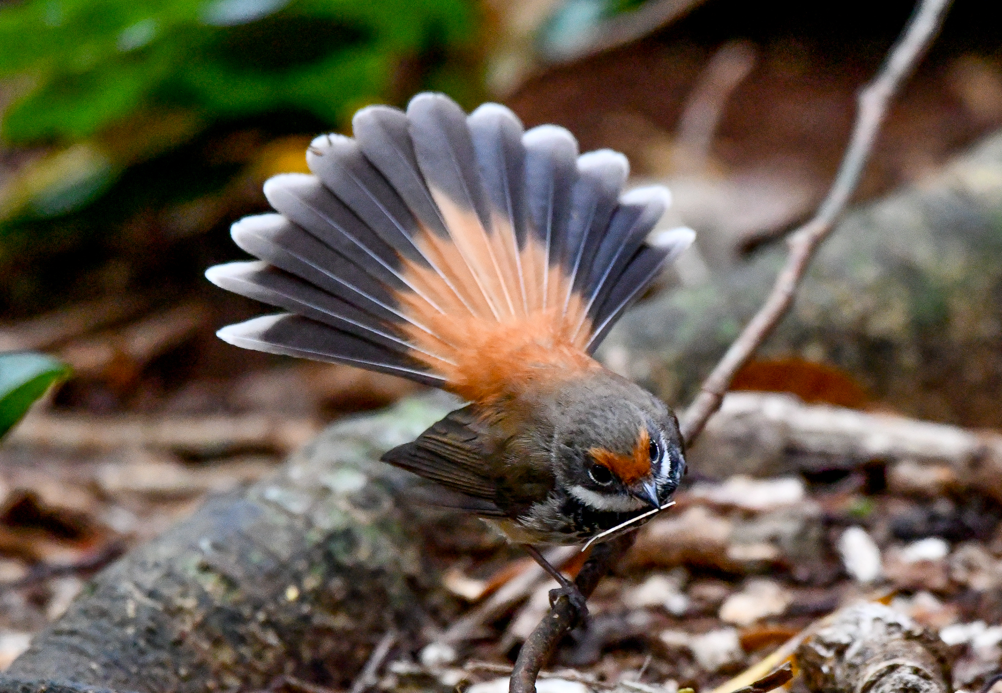 Australian Rufous Fantail