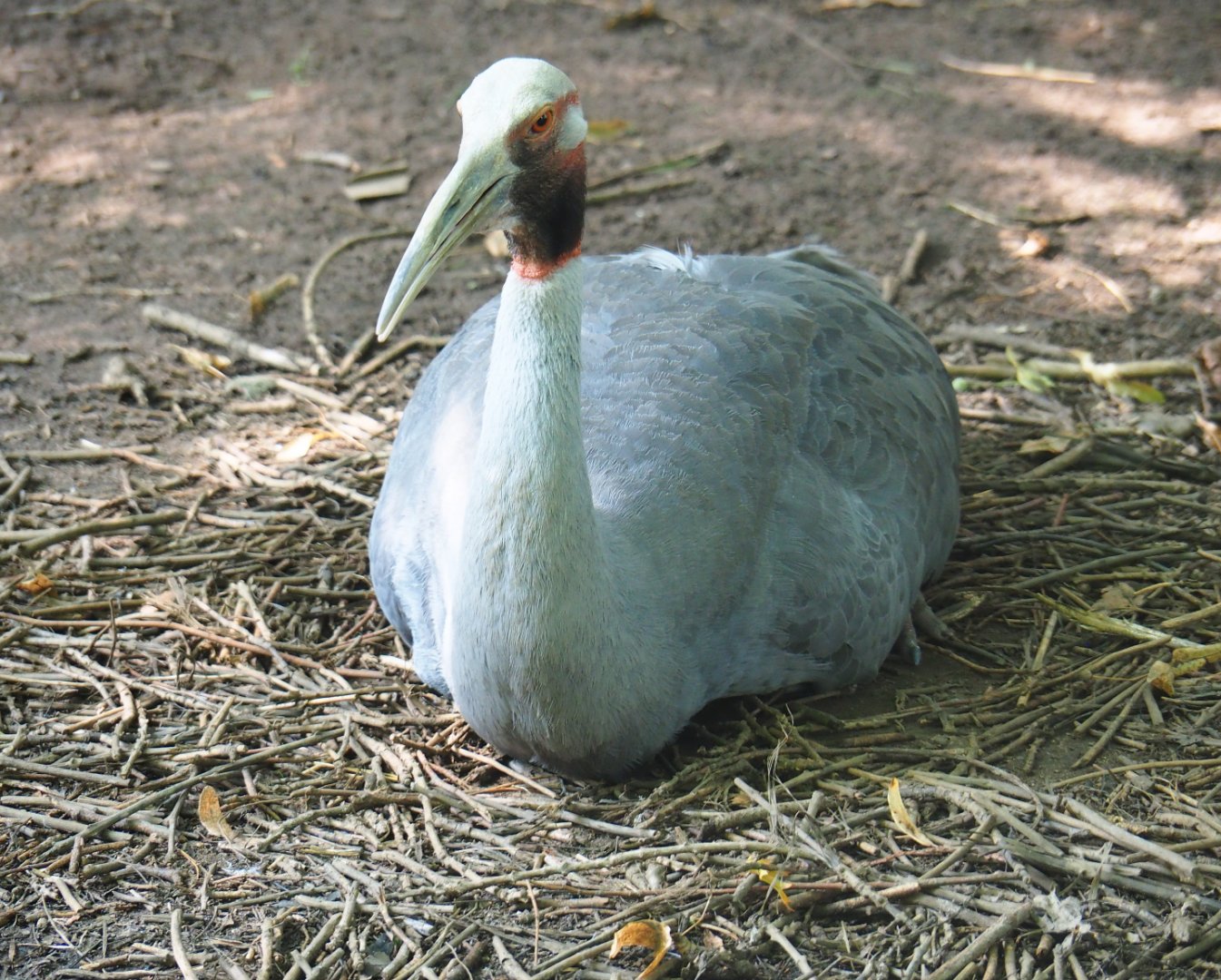 Australian Sarus crane (Antigone antigone gillae), 2019-08-04