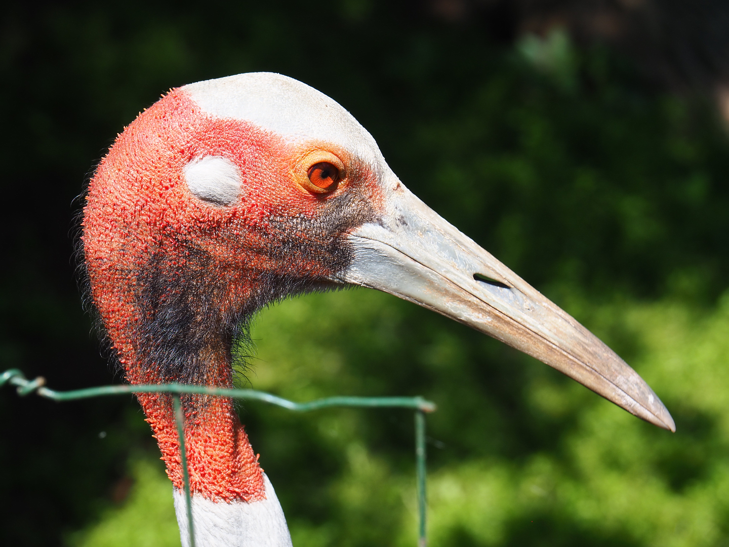 Australian sarus crane (Antigone antigone gillae), 2020-06-20