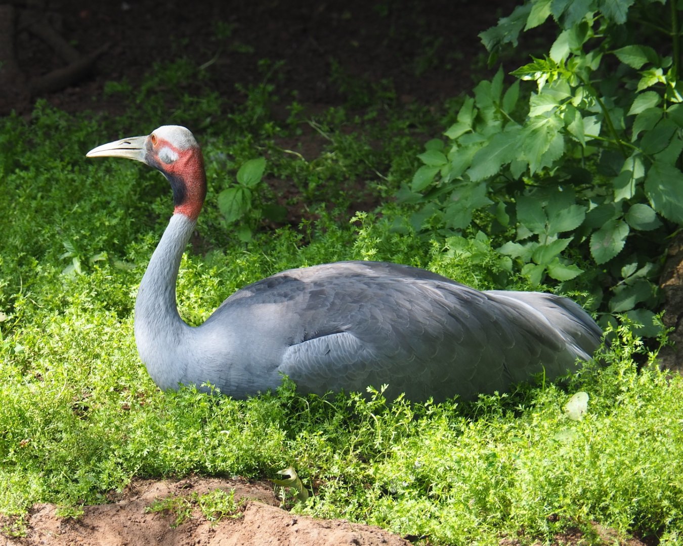 Australian Sarus crane (Antigone antigone gillae), 2021-06-15