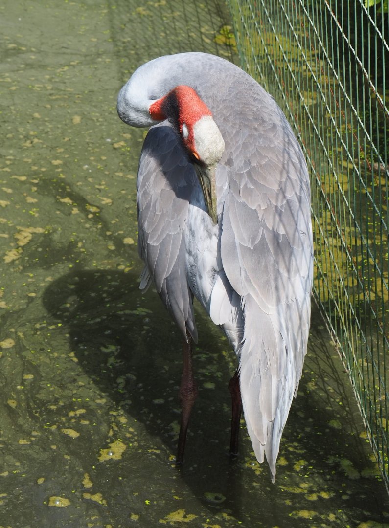 Australian Sarus crane (Antigone antigone gillae), 2021-06-15