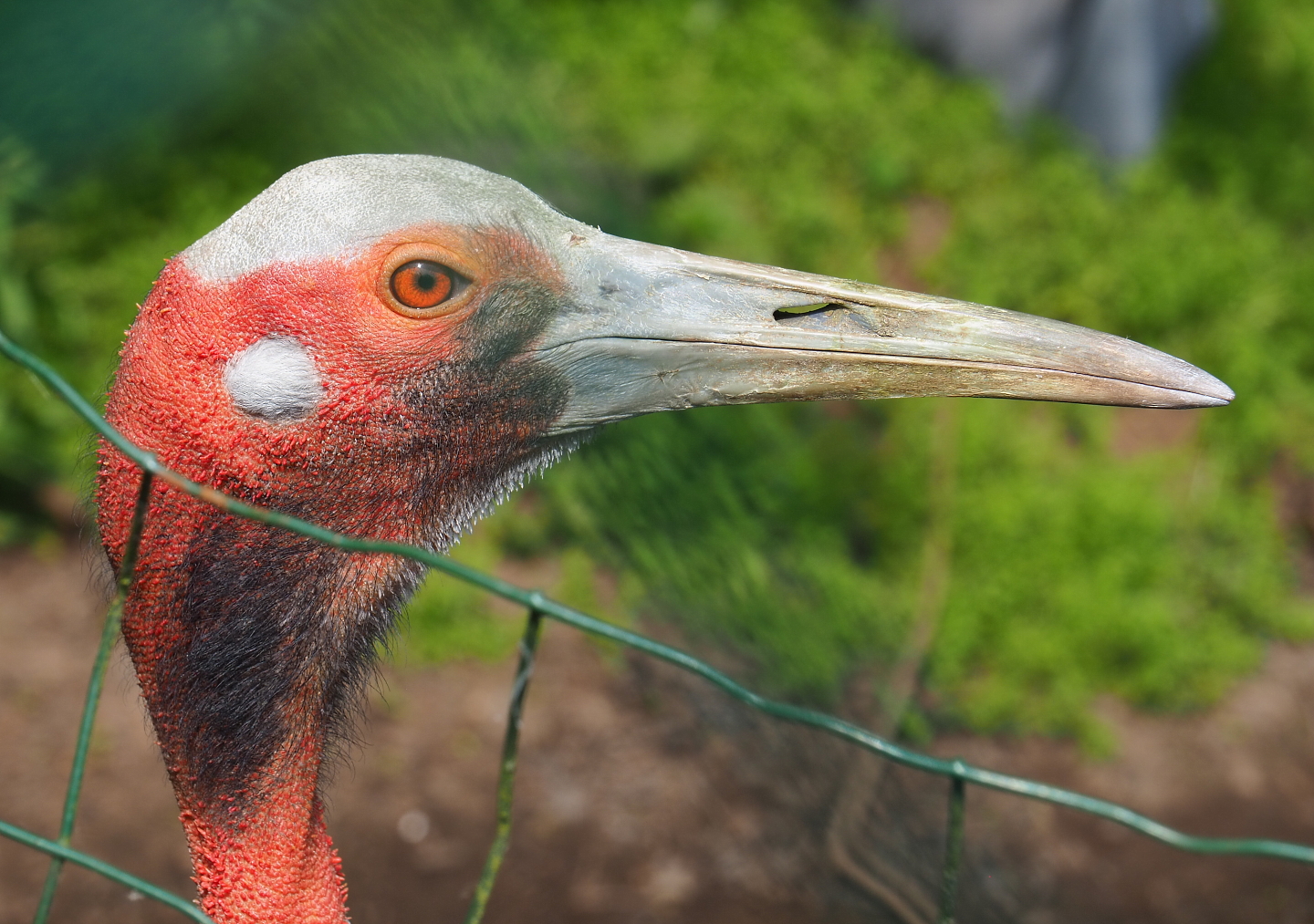 Australian Sarus crane (Antigone antigone gillae), 2021-06-15
