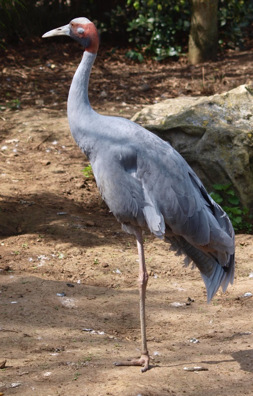 Australian sarus crane (April 19th, 2015)
