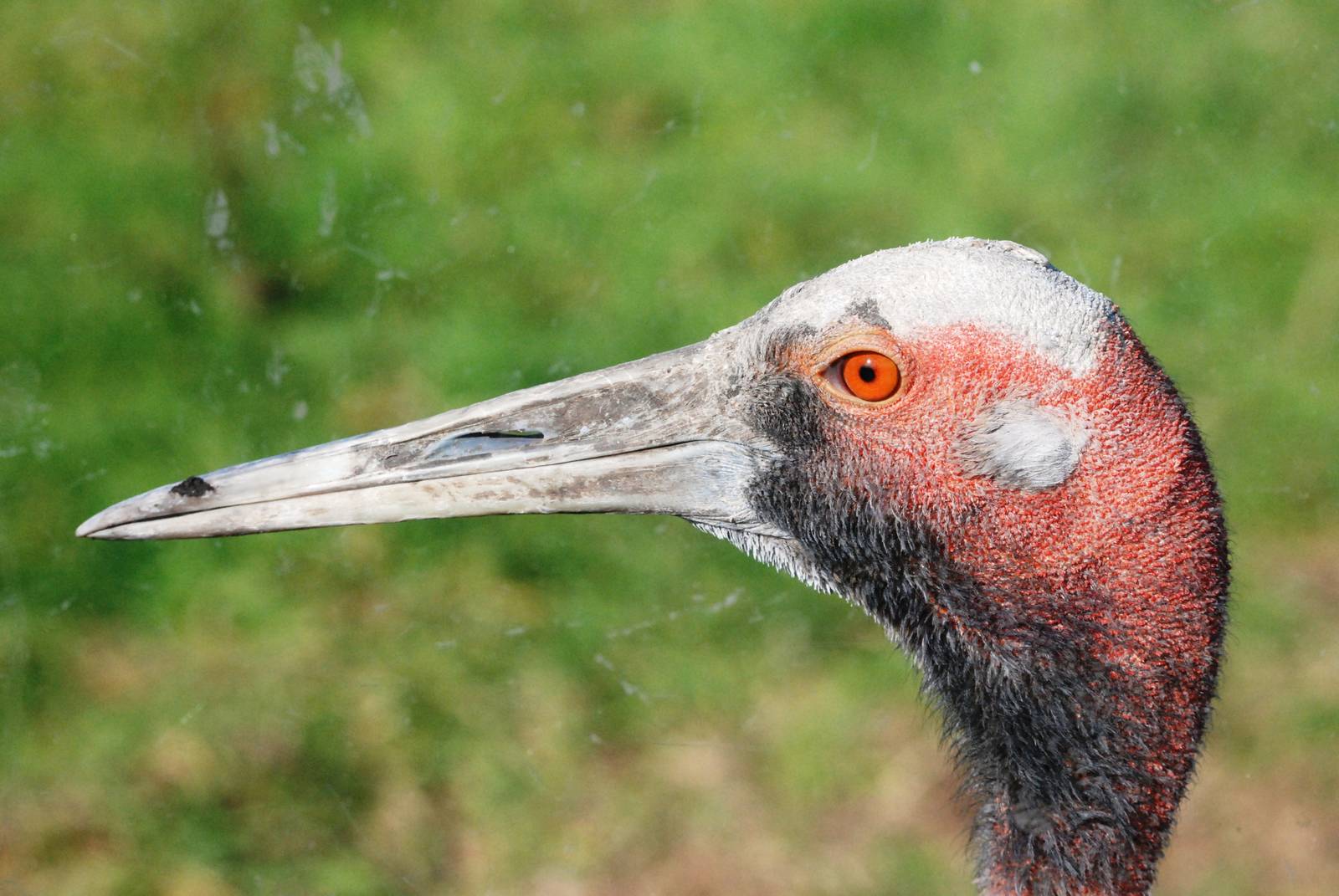 Australian Sarus Crane at Blackbrook, 21/10/12