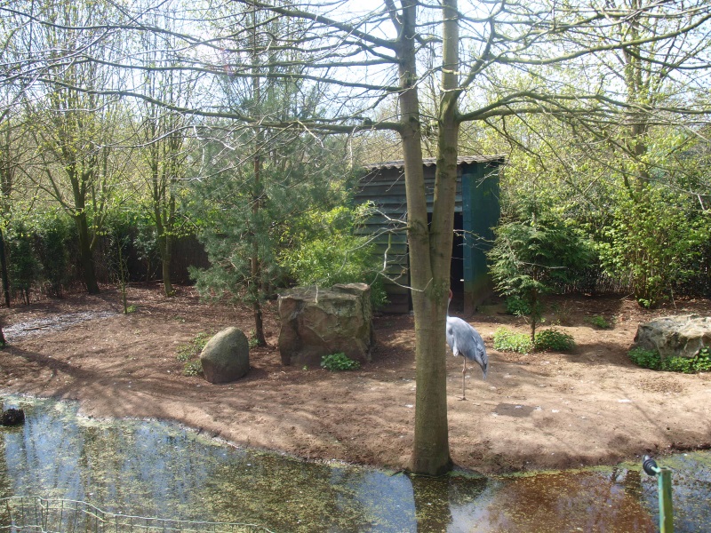 Australian sarus crane enclosure (April 19th, 2015)