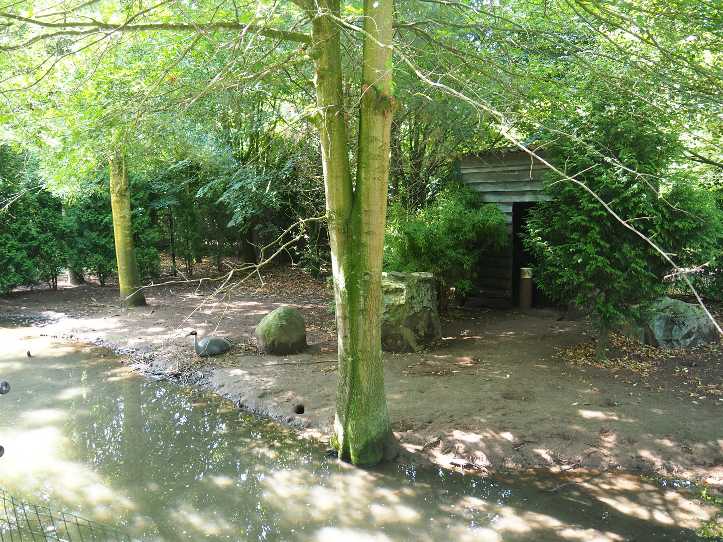 Australian Sarus crane exhibit, 2019-08-04