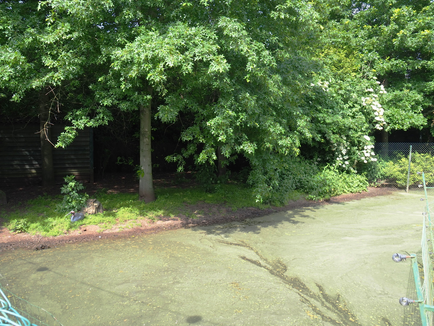 Australian Sarus crane exhibit, 2021-06-15