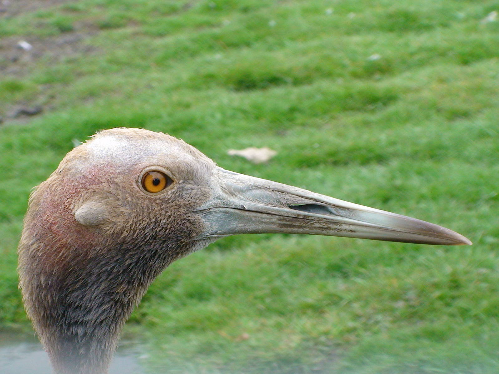 Australian Sarus crane
