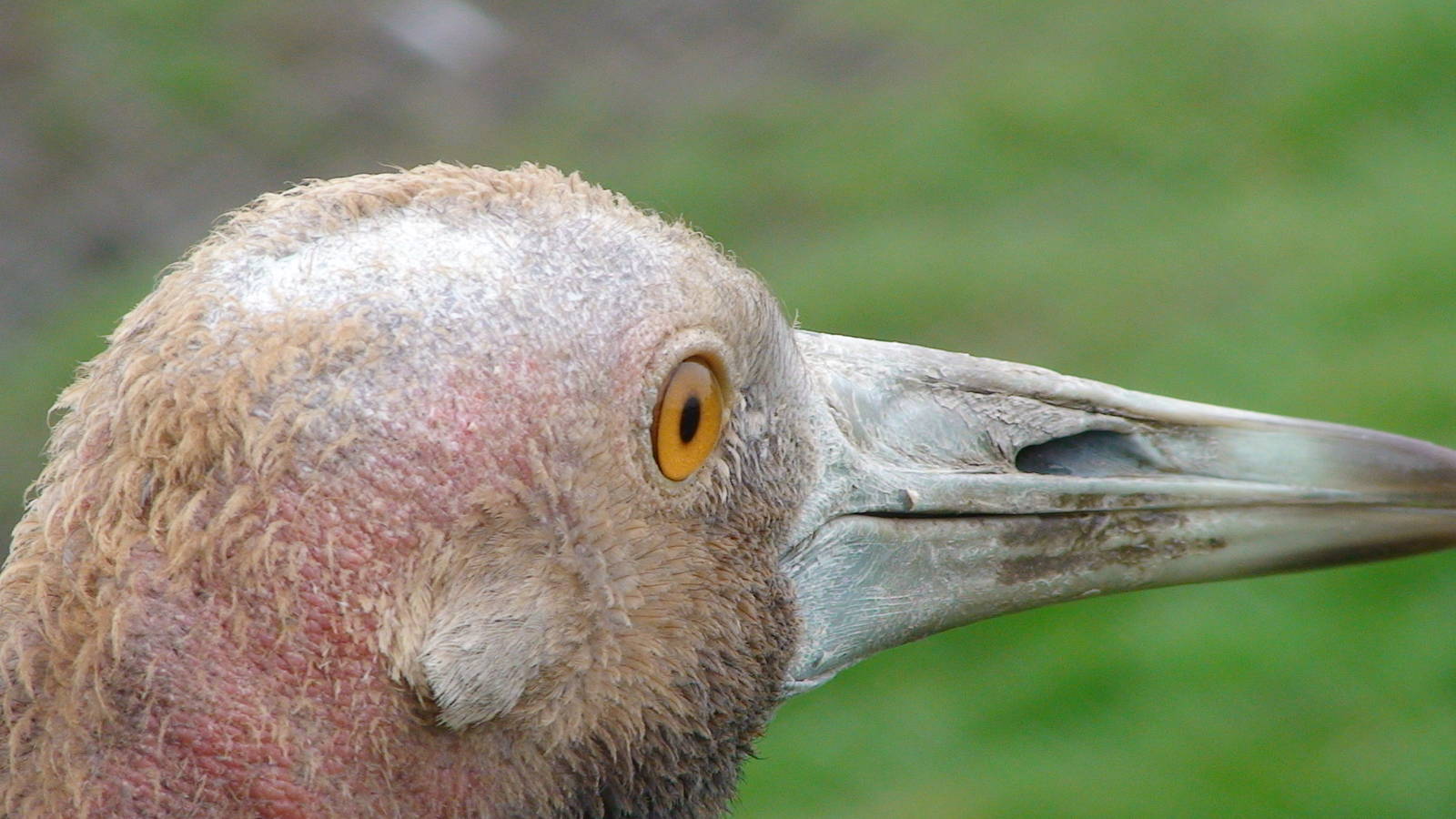 Australian Sarus Crane