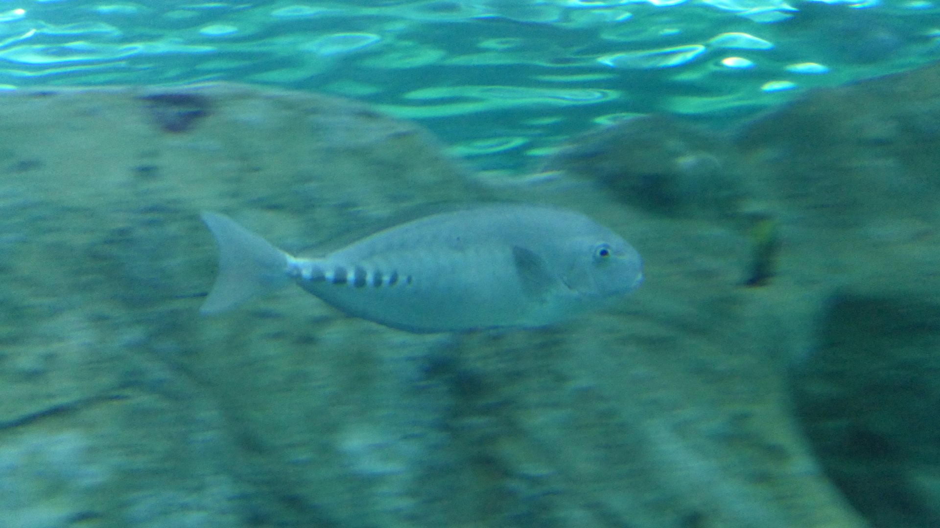 Australian Sawtail (Prionurus microlepidotus)