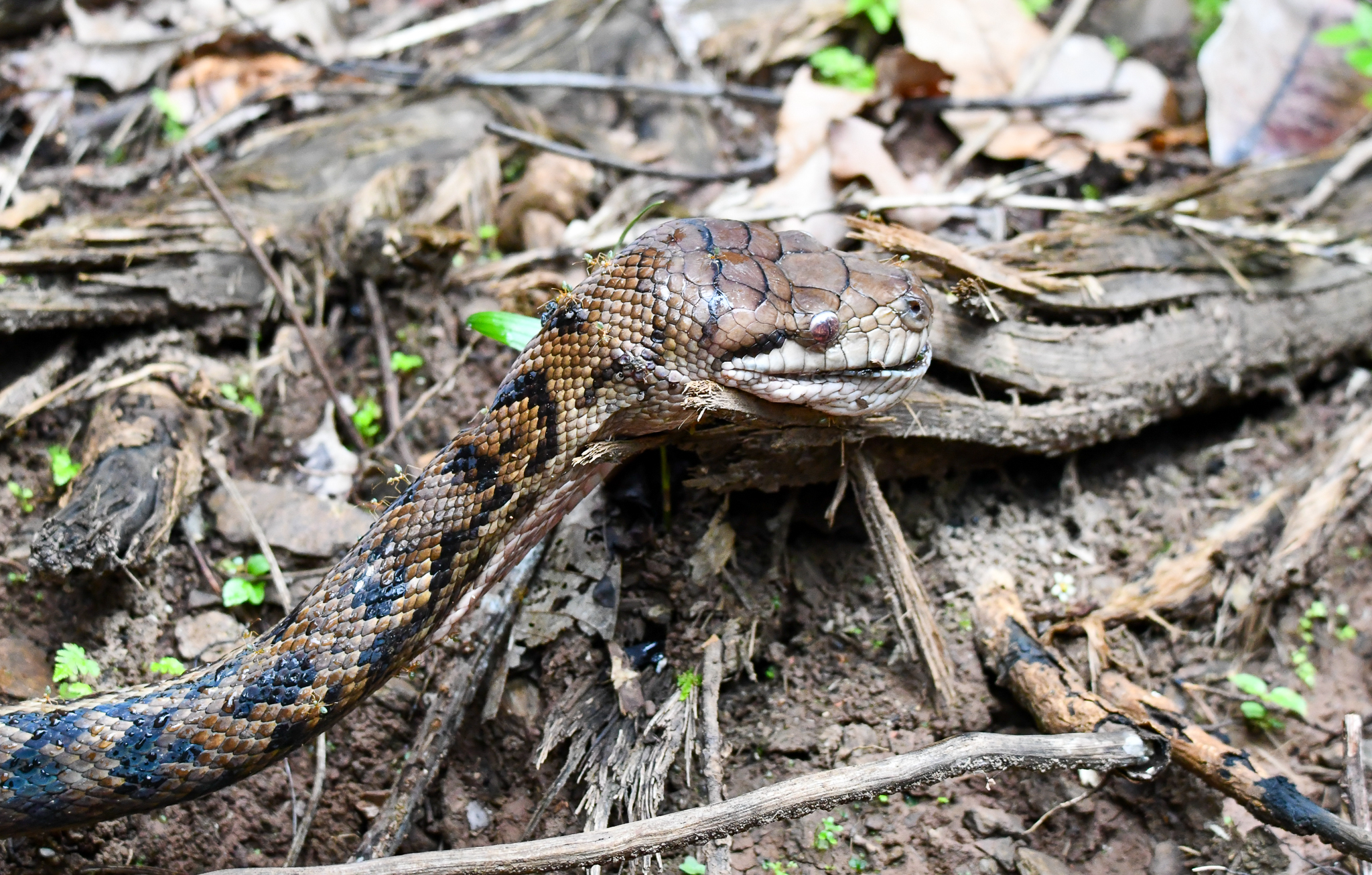 Australian Scrub Python (roadkill)