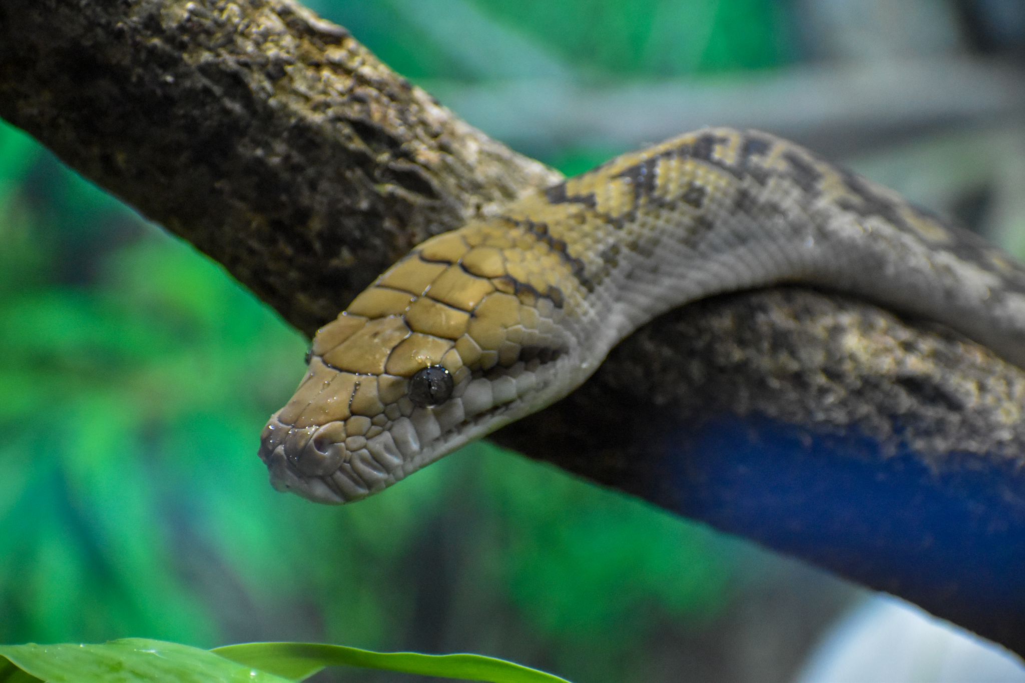 Australian Scrub Python (Simalia kinghorni)