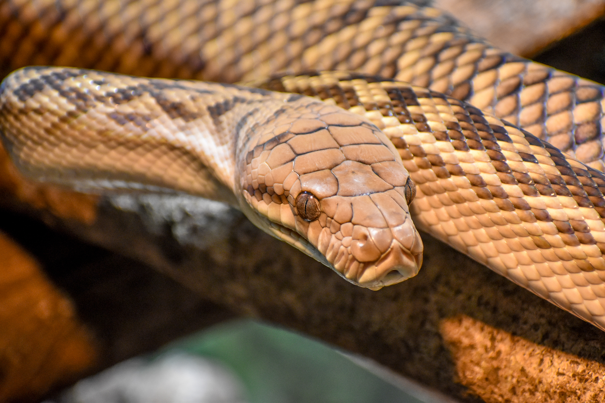 Australian Scrub Python (Simalia kinghorni)