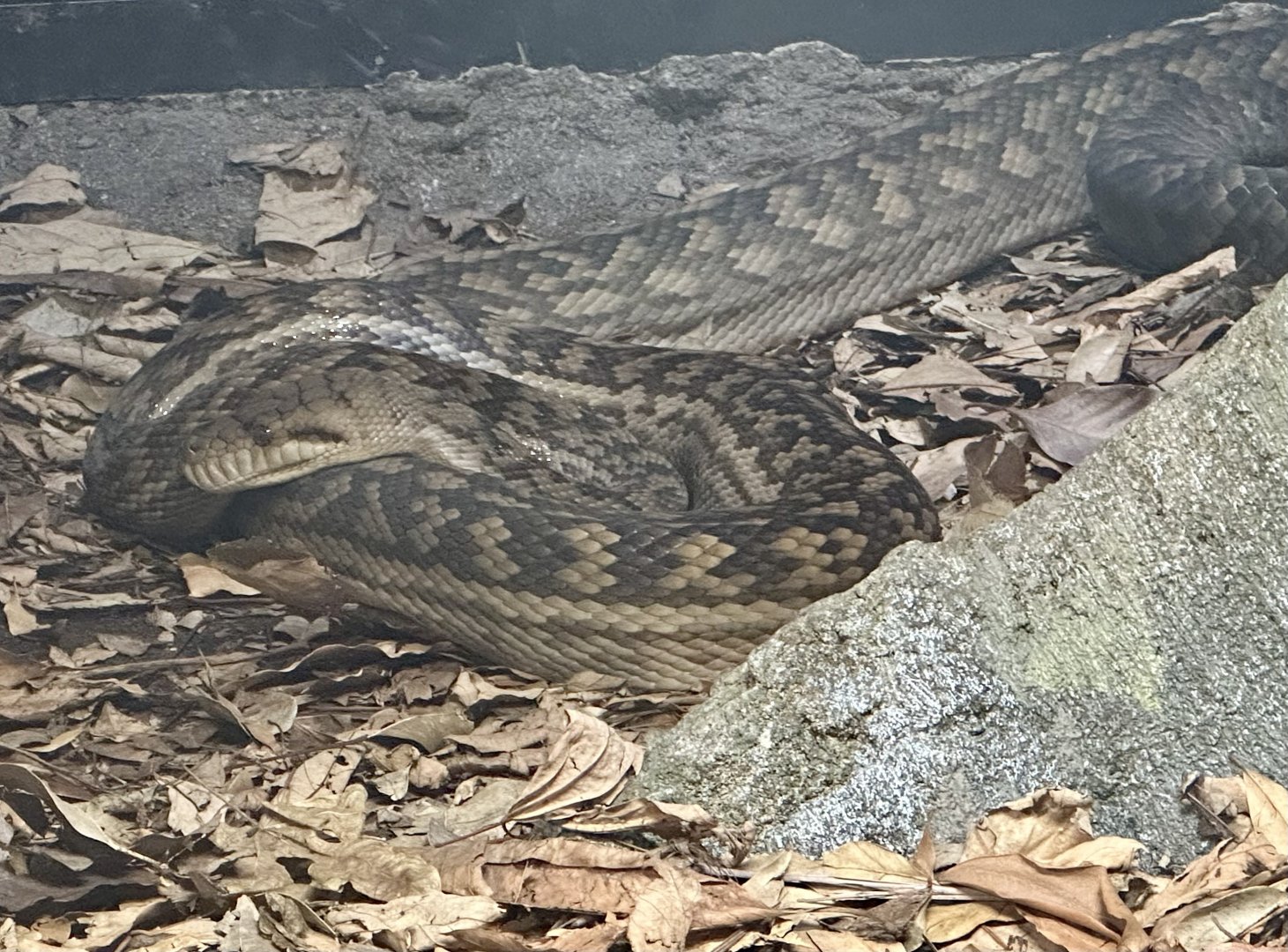 Australian scrub python (Simalia kinghorni)