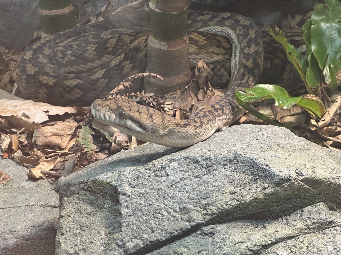 Australian scrub python (Simalia kinghorni)