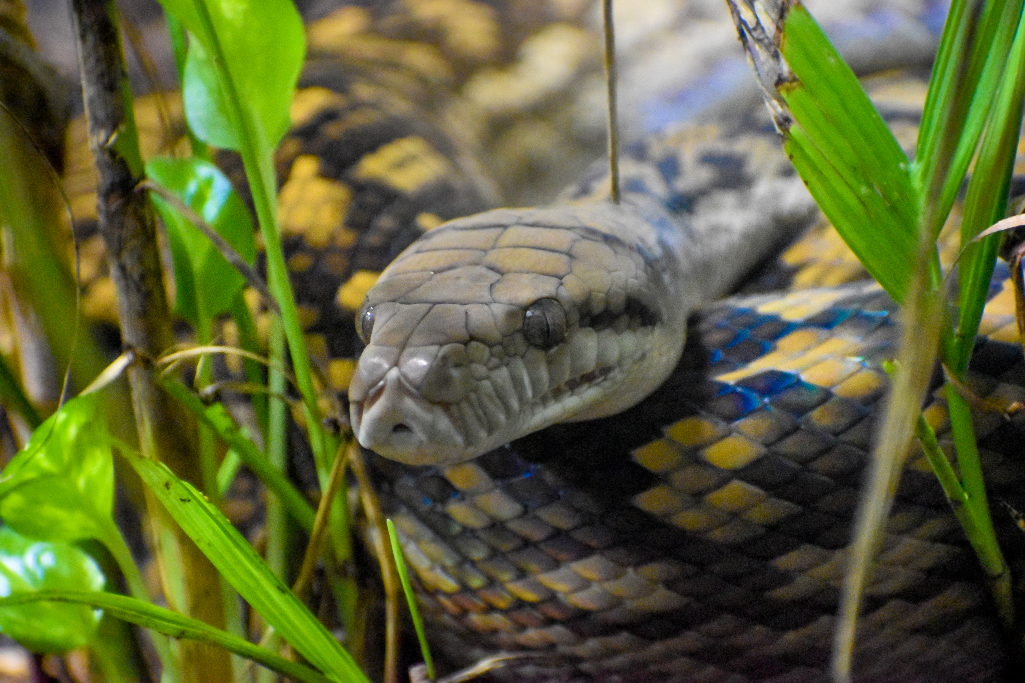 Australian Scrub Python