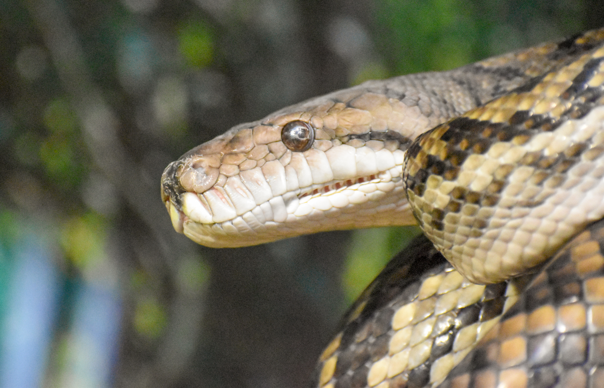 Australian Scrub Python