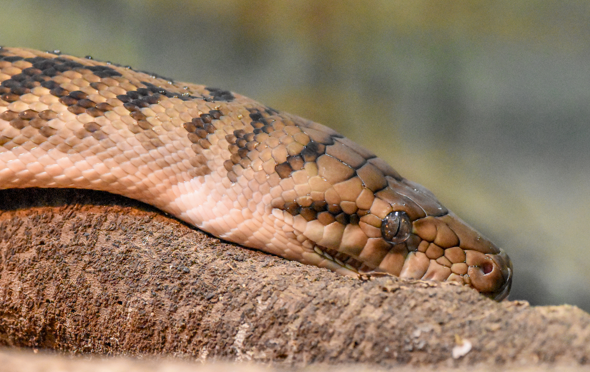 Australian Scrub Python