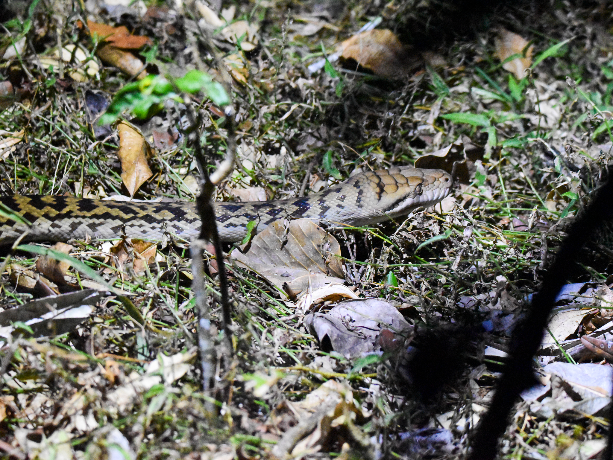 Australian Scrub Python