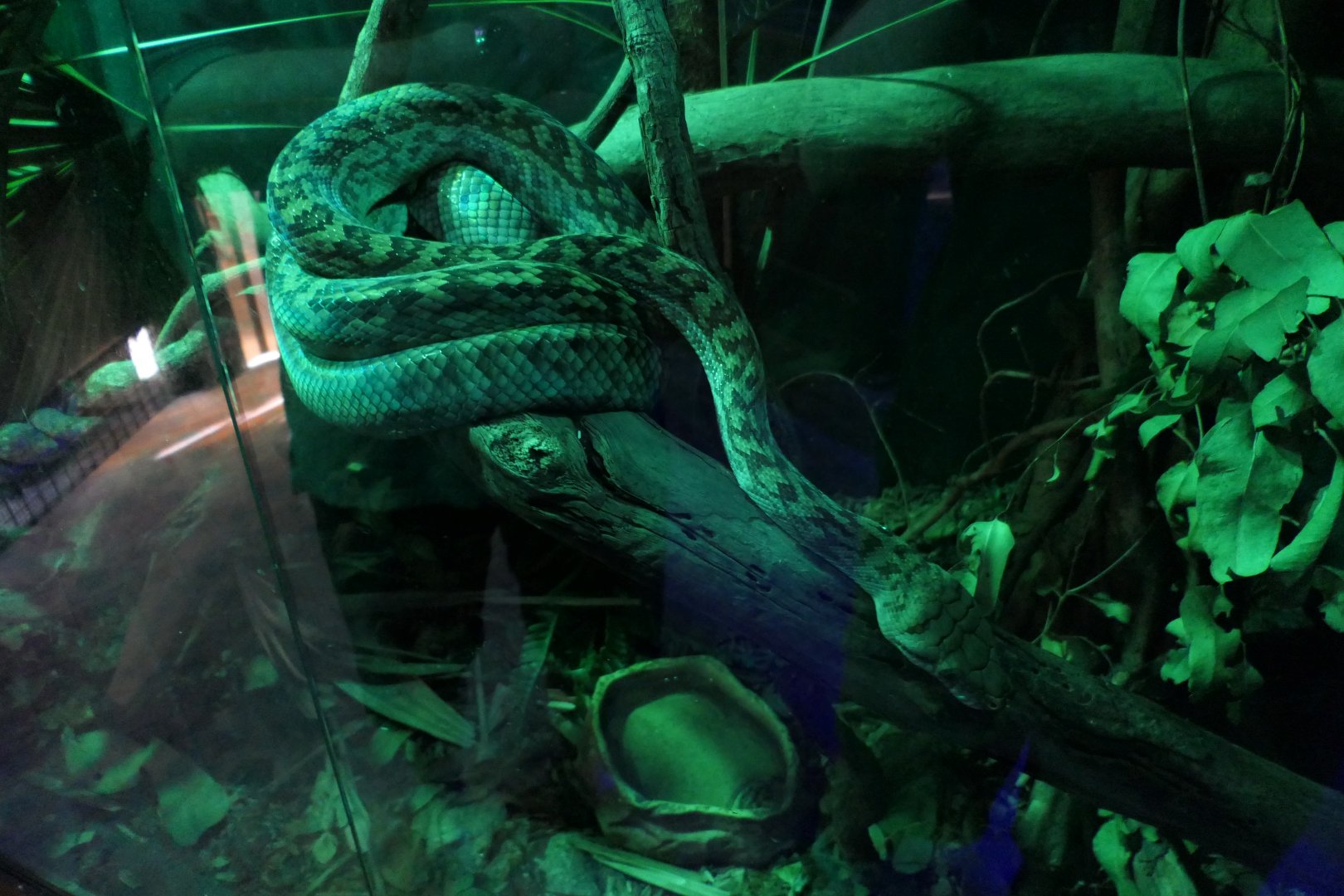 Australian Scrub Python