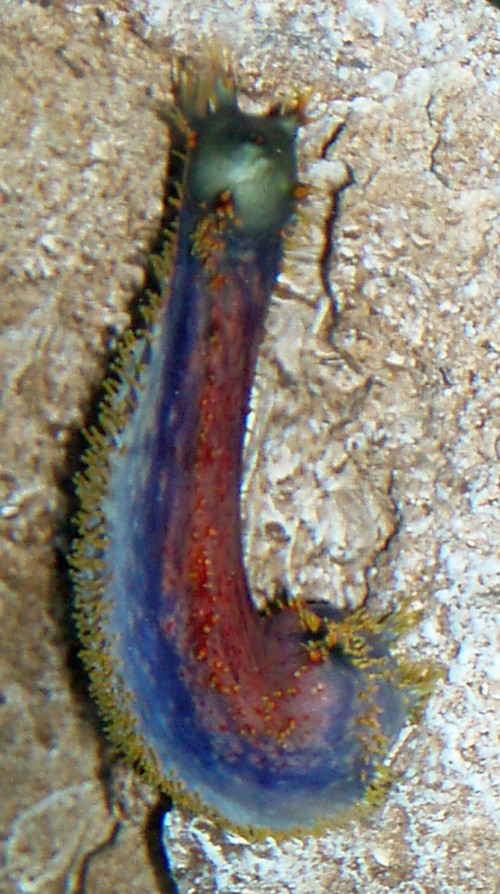 Australian Sea Apple (Paracucumaria tricolor)